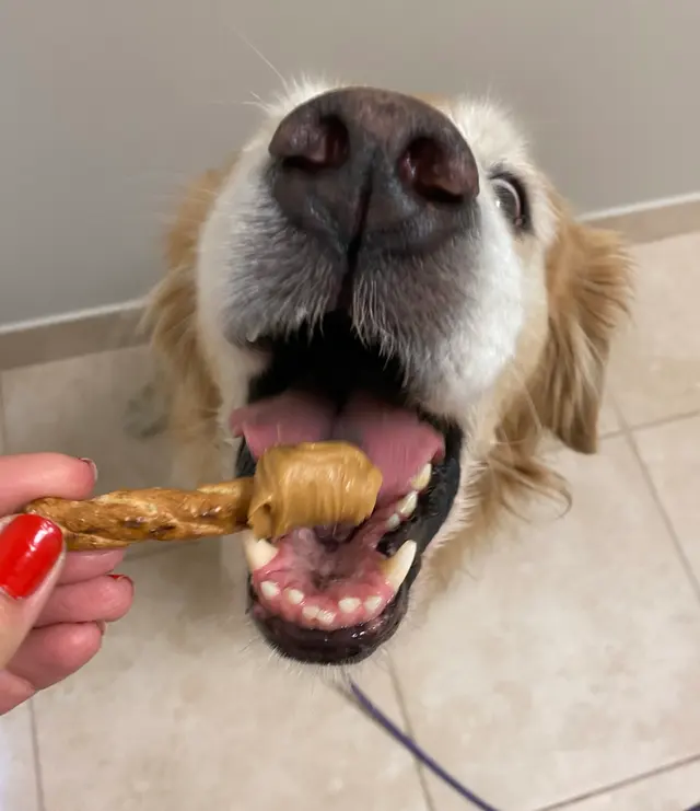 AcuVetDoc Veterinary Reproduction & Animal Care Wellness Clinic — photo from the business 12