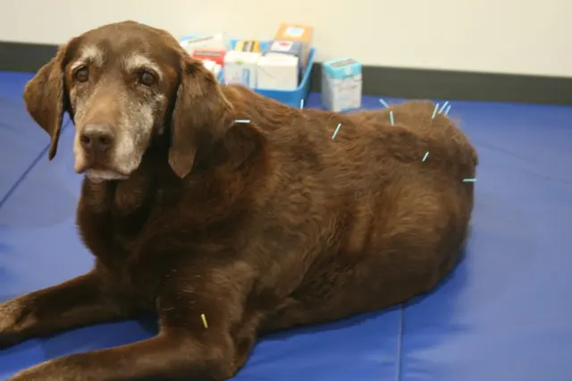 AcuVetDoc Veterinary Reproduction & Animal Care Wellness Clinic — photo from the business 10