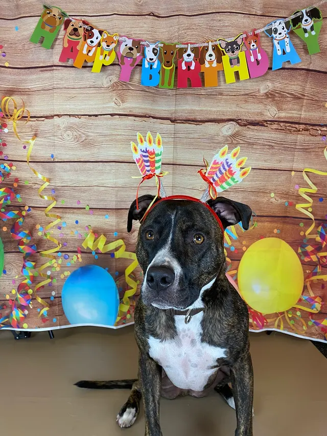Dogtopia of Pewaukee — customer photo 8