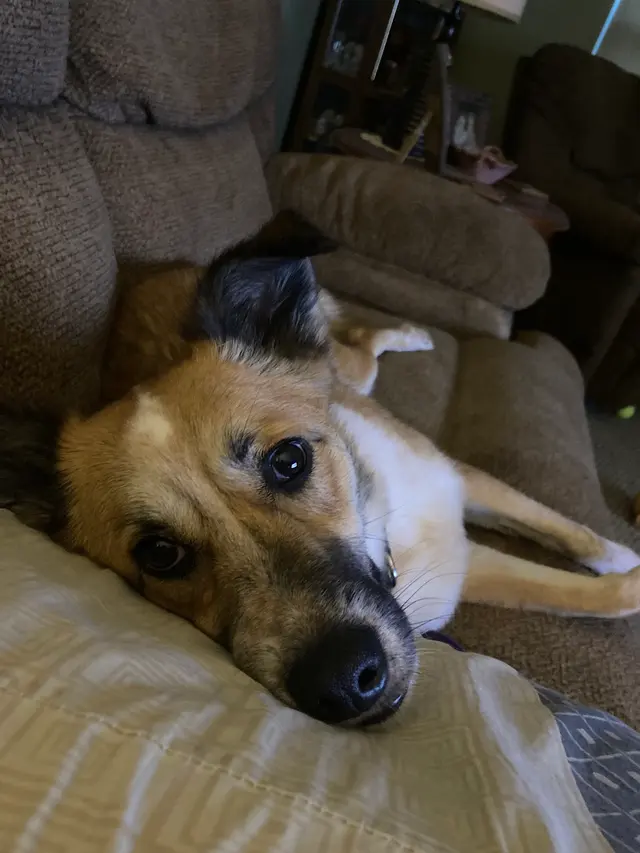 Dogtopia of Pewaukee — customer photo 10