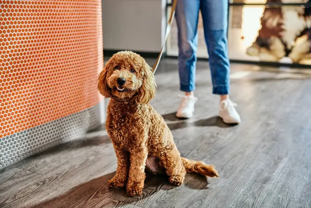 Dogtopia of Pewaukee — photo from the business 2