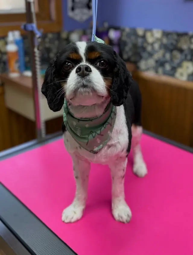 Bark & Blossom Grooming — customer photo 12
