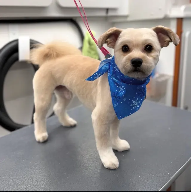 Bark & Blossom Grooming — customer photo 6
