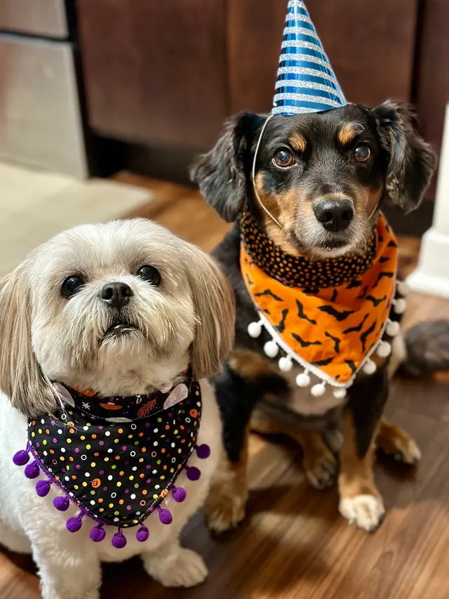 Bark & Blossom Grooming — customer photo 1