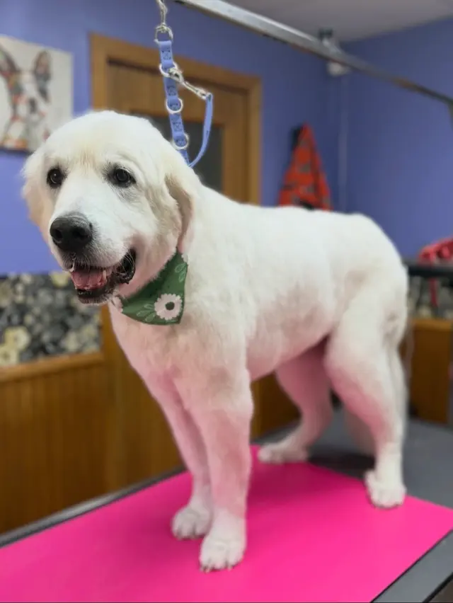 Bark & Blossom Grooming — customer photo 10