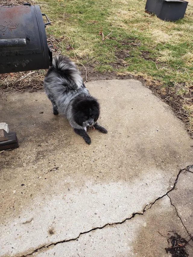 Bark & Blossom Grooming — customer photo 9