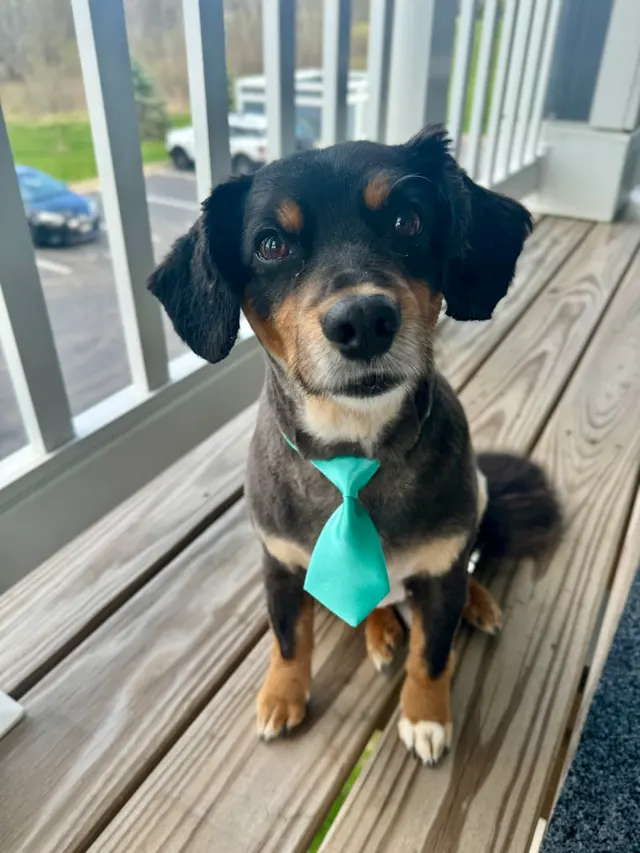 Bark & Blossom Grooming — customer photo 4