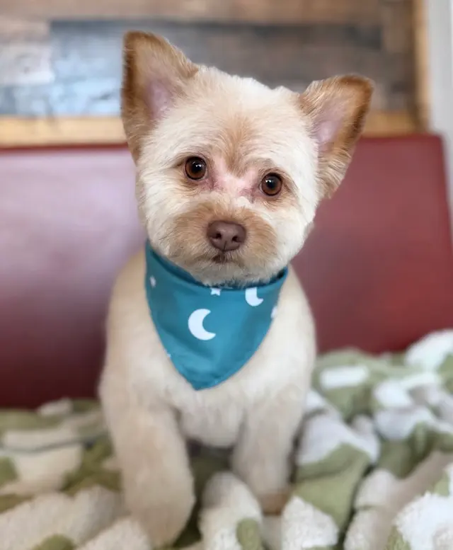 Bark & Blossom Grooming — customer photo 2