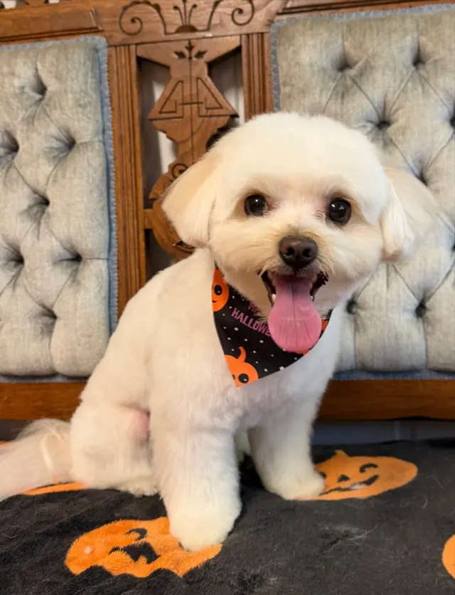 Bark & Blossom Grooming — customer photo 5