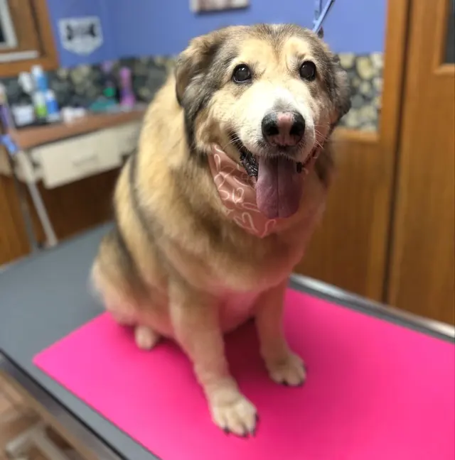 Bark & Blossom Grooming — customer photo 3