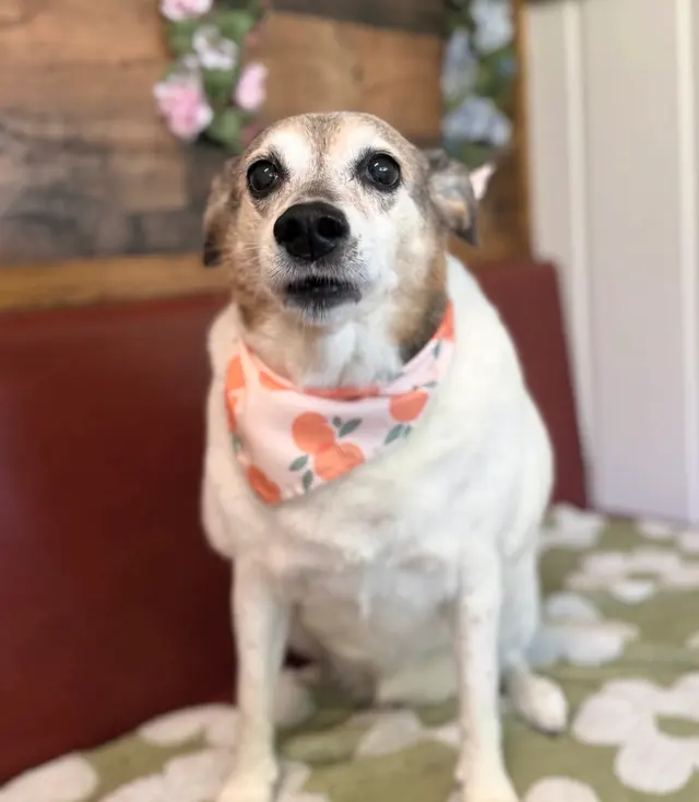 Bark & Blossom Grooming — customer photo 11