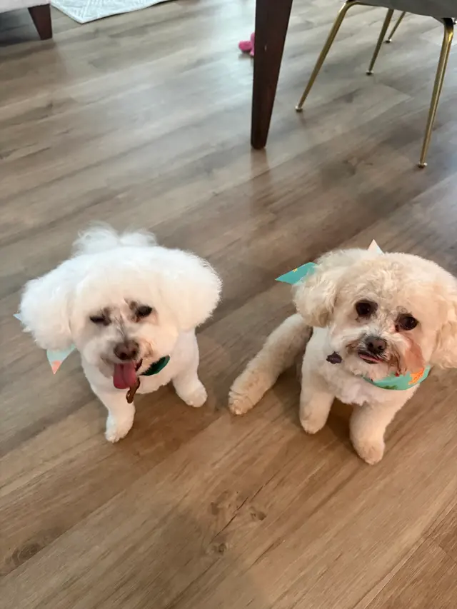 Bark & Blossom Grooming — customer photo 8