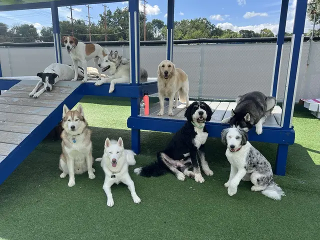 Happy Paws Grooming & Daycare — photo from the business 1