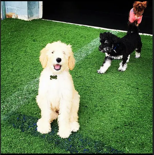 Happy Paws Grooming & Daycare — photo from the business 12