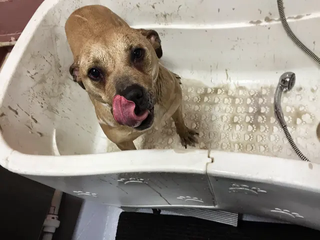 Happy Paws Grooming & Daycare — photo from the business 10
