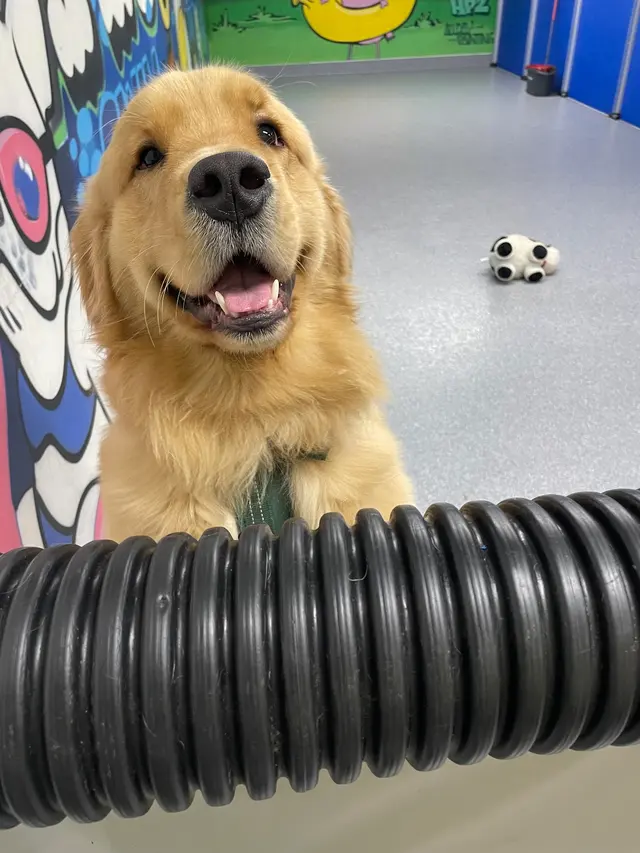 Happy Paws Grooming & Daycare — photo from the business 11