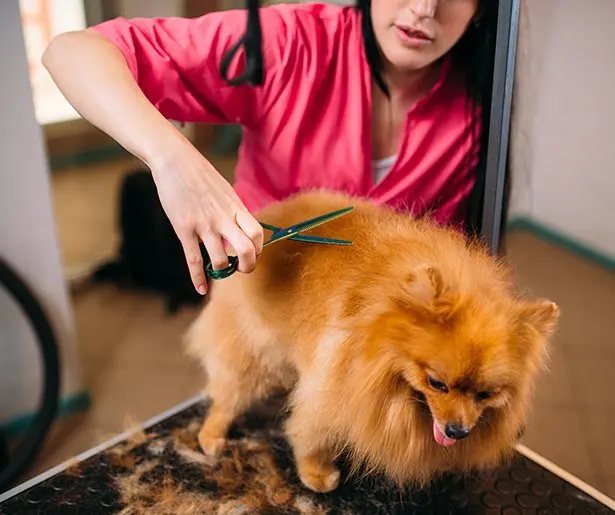 Happy Paws Grooming & Daycare — photo from the business 8