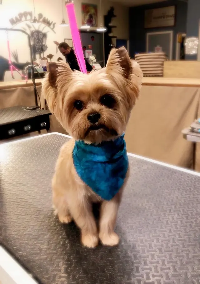 Happy Paws Grooming & Daycare — photo from the business 3