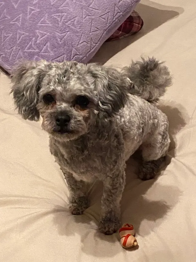Petco Grooming — customer photo 10