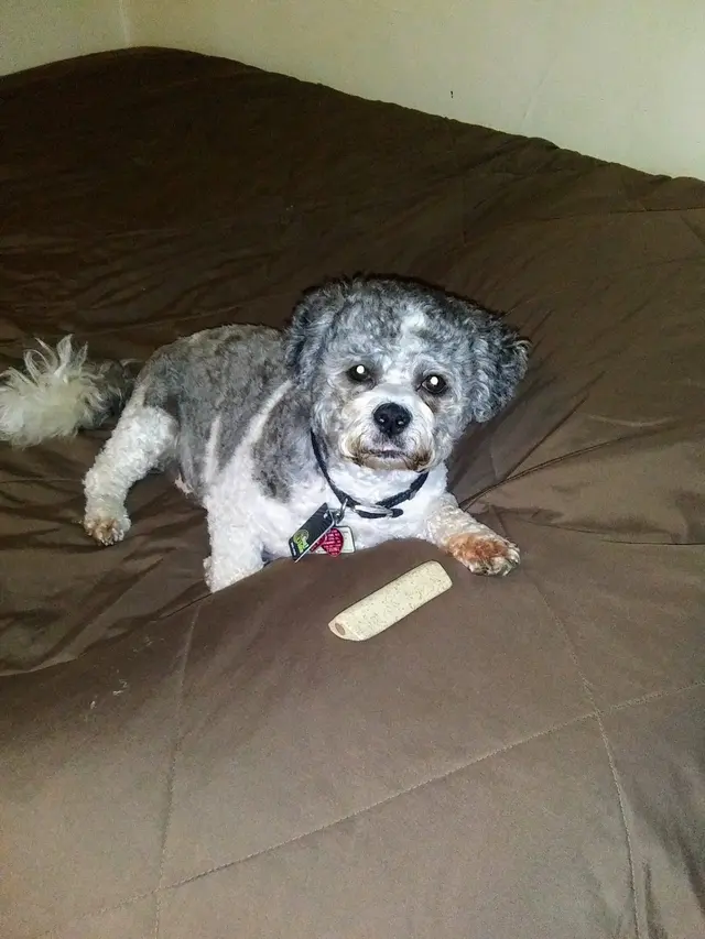 Petco Grooming — customer photo 5