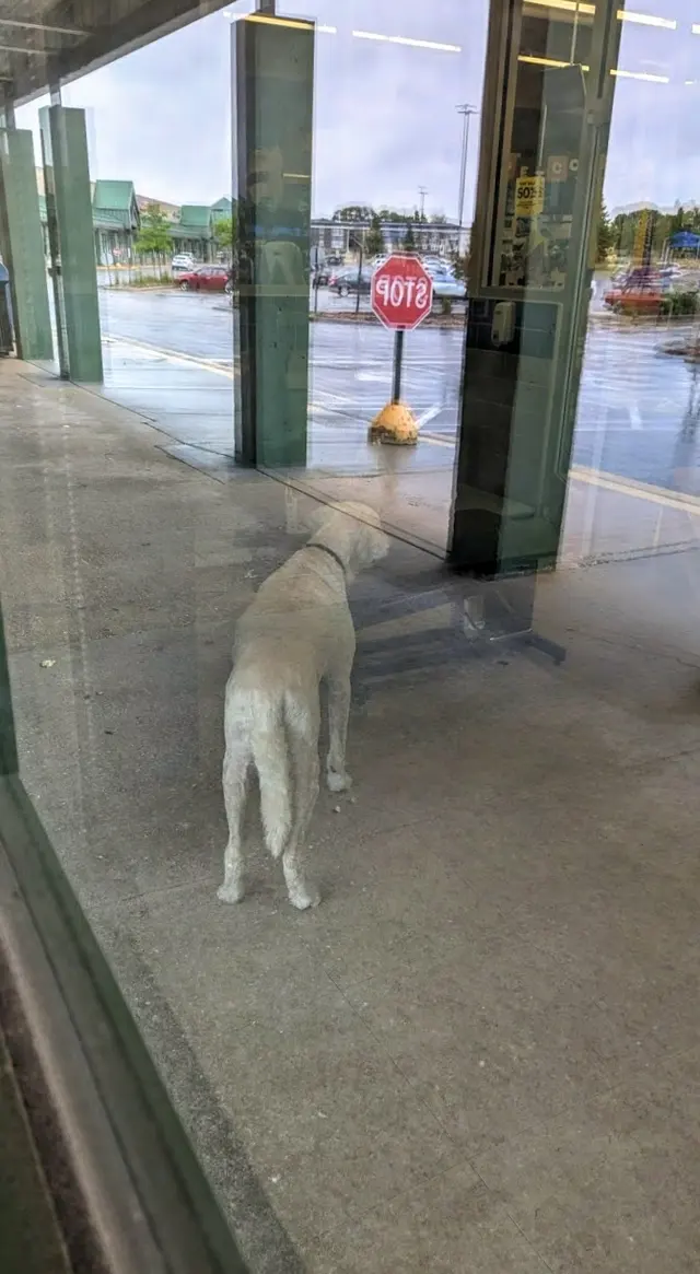 Petco Grooming — customer photo 8