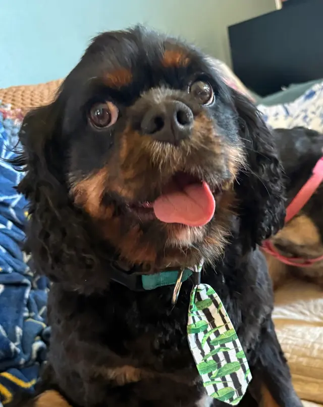 Petco Grooming — customer photo 6