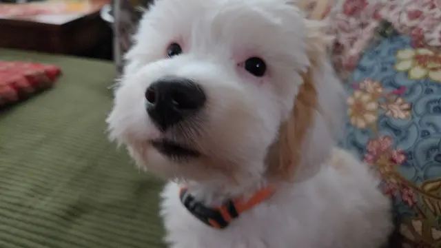 Petco Grooming — customer photo 9