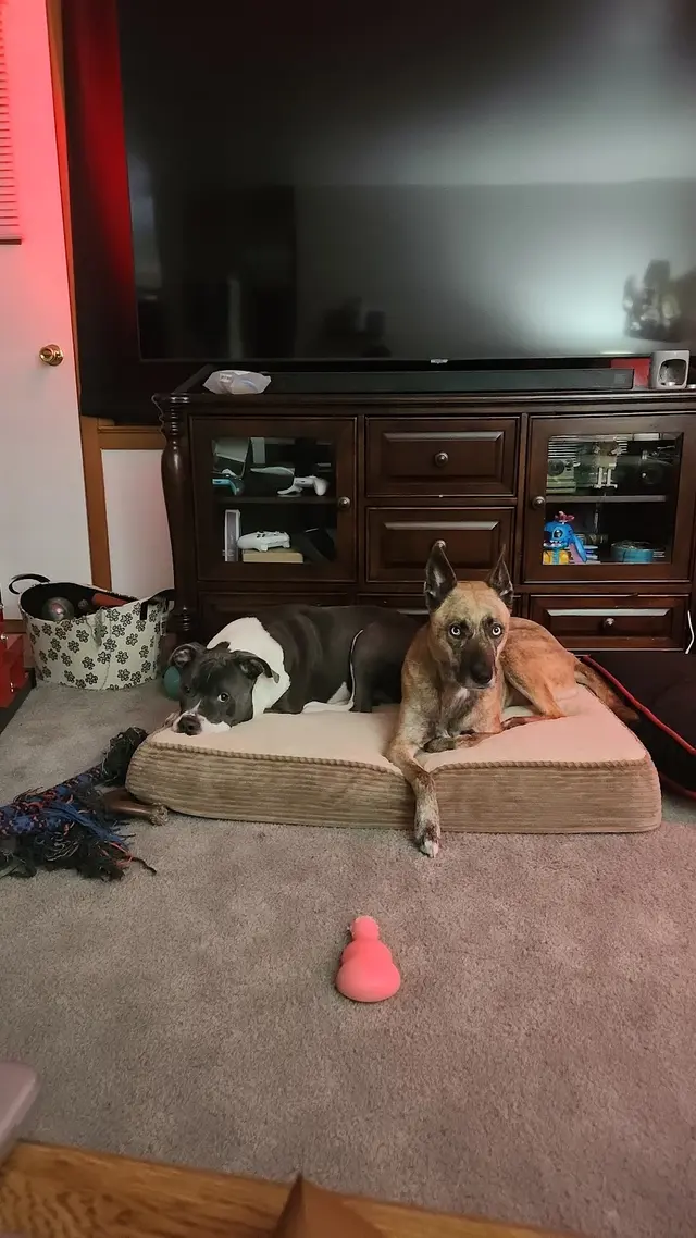 Petco Grooming — customer photo 11