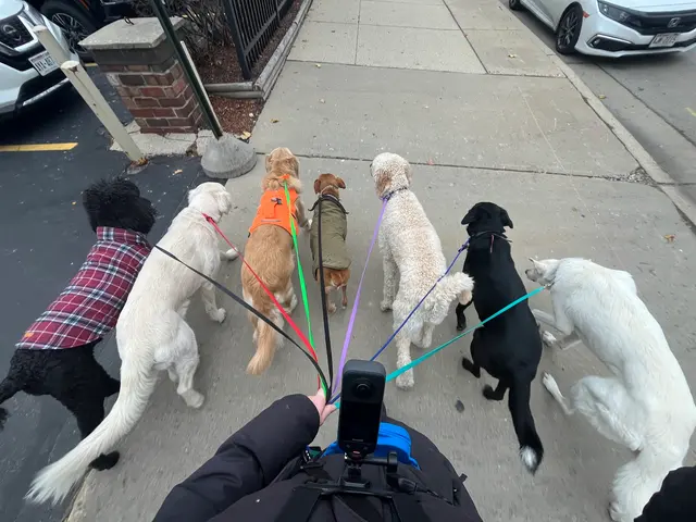 ABCDog Walkers+ — photo from the business 2