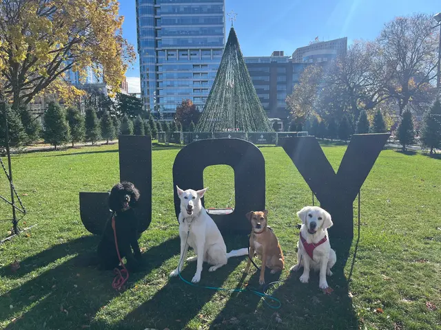 ABCDog Walkers+ — photo from the business 7