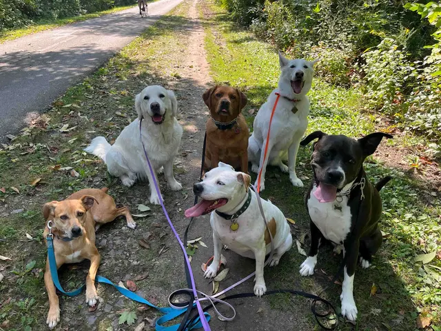Customer photo of work by ABCDog Walkers+, from Julia Mielke's review