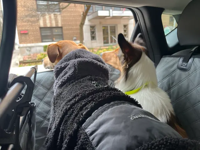 ABCDog Walkers+ — photo from the business 12