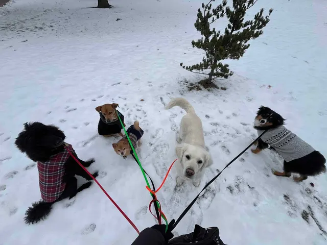ABCDog Walkers+ — customer photo 5