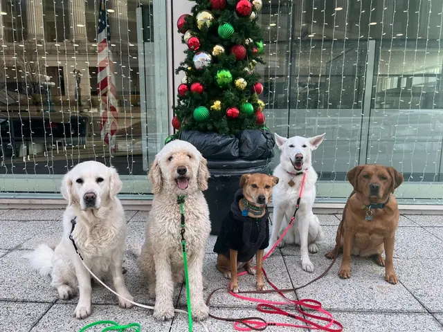 ABCDog Walkers+ — customer photo 1