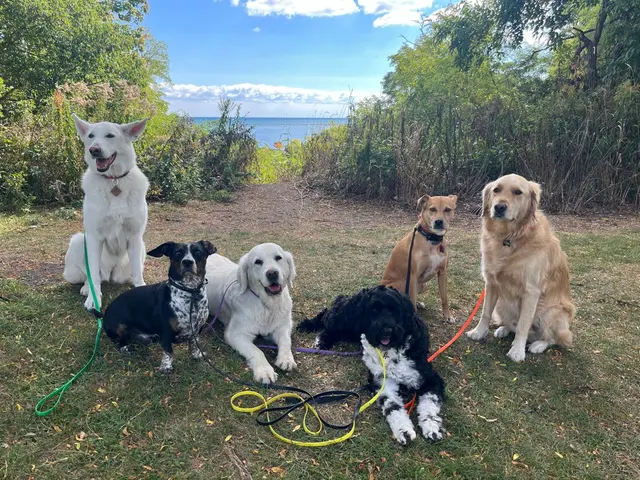 Customer photo of work by ABCDog Walkers+, from Ronald Orth's review