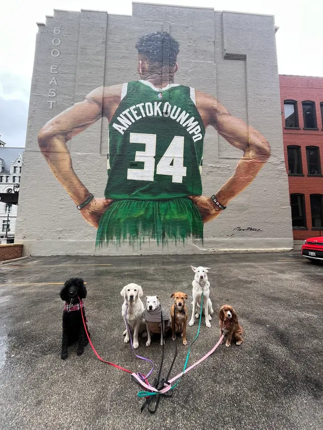 ABCDog Walkers+ — customer photo 3