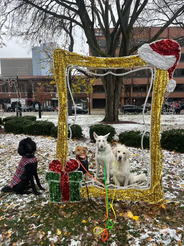 ABCDog Walkers+ — photo from the business 10