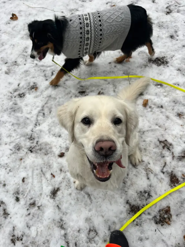 ABCDog Walkers+ — photo from the business 6