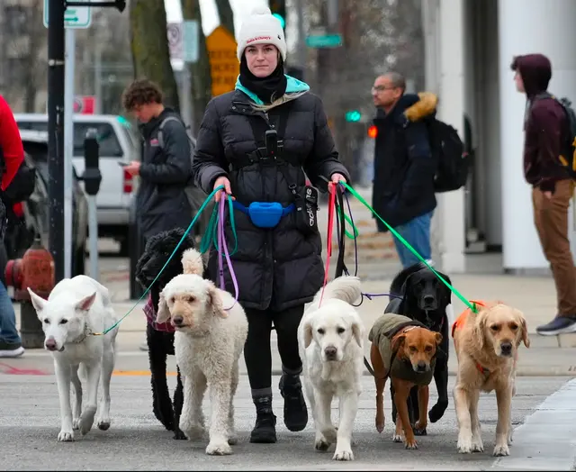 ABCDog Walkers+ — photo from the business 4
