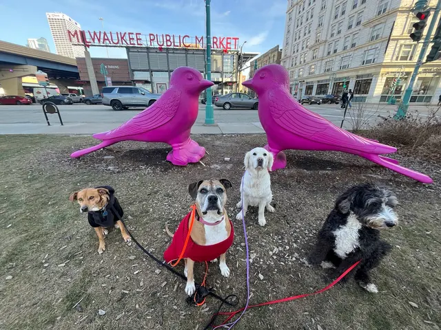 ABCDog Walkers+ — photo from the business 8