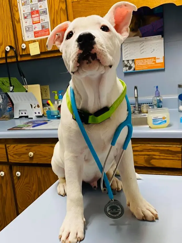 Cato Pet Hospital — photo from the business 2