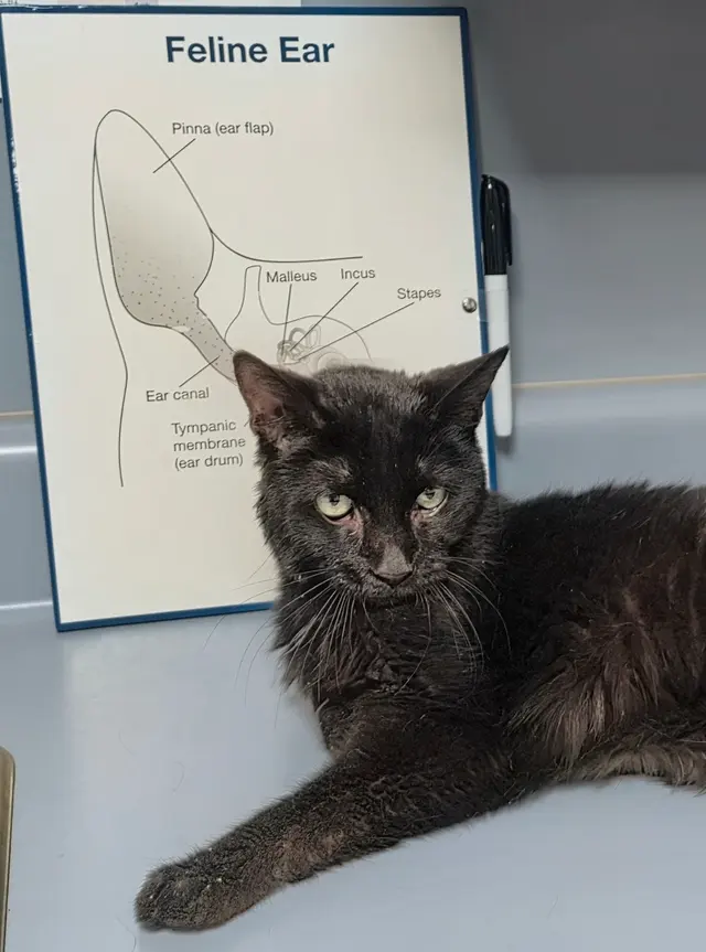 Cato Pet Hospital — customer photo 7