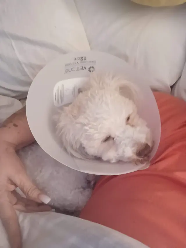 Cato Pet Hospital — customer photo 10