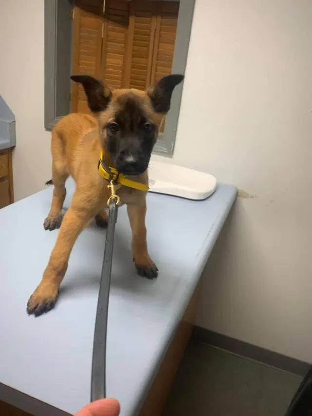 Cato Pet Hospital — photo from the business 6