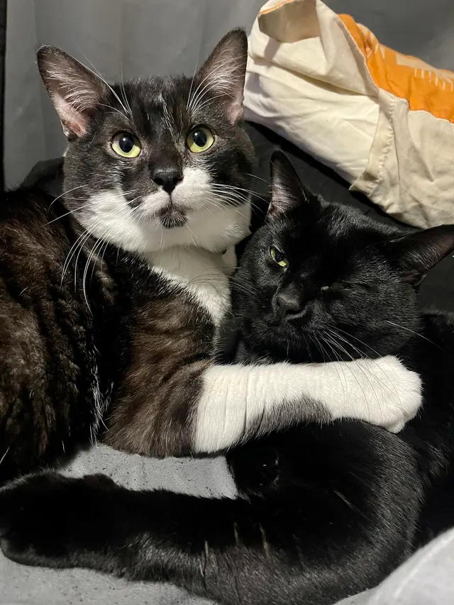 Cato Pet Hospital — customer photo 8