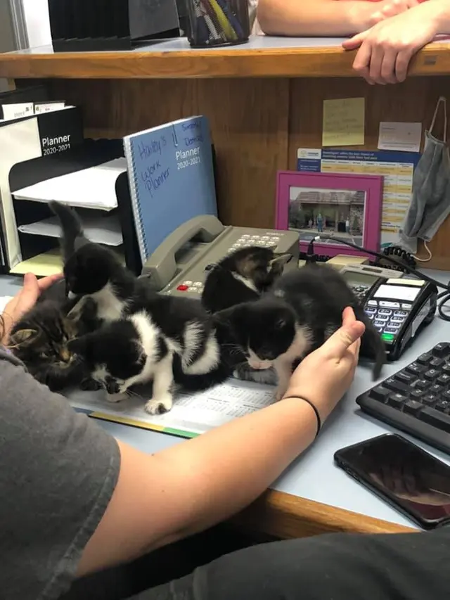 Cato Pet Hospital — photo from the business 5