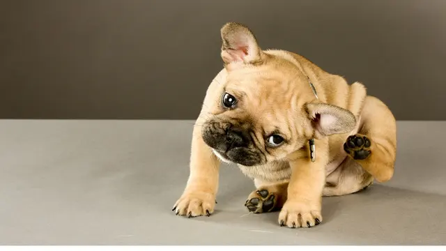 Casual Canine Pet Grooming — photo from the business 1