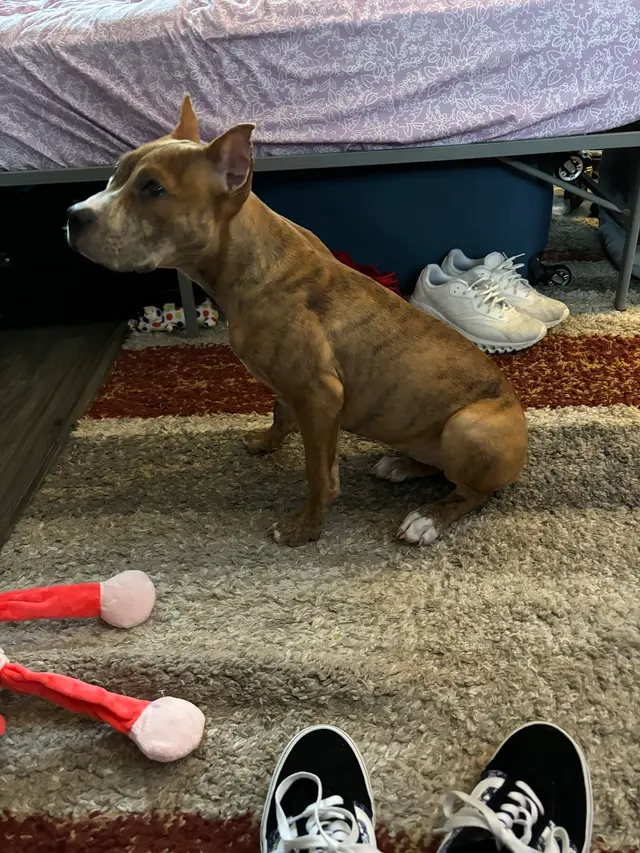 Animal Medical Center of Jonesboro — customer photo 9
