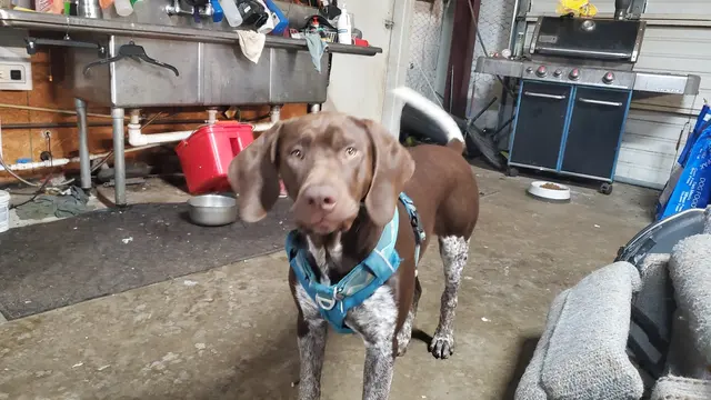 Animal Medical Center of Jonesboro — customer photo 11