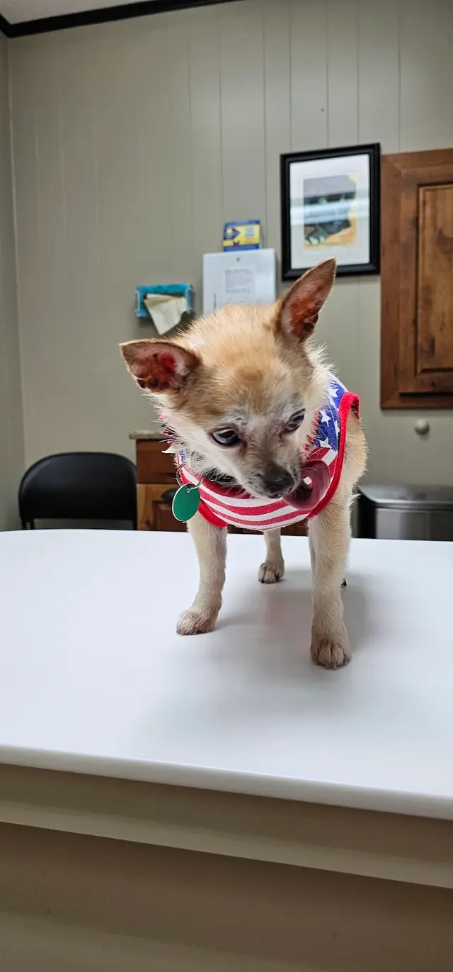 Animal Medical Center of Jonesboro — customer photo 8